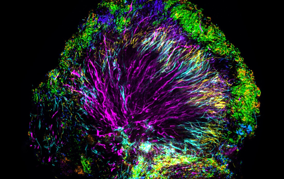 Vibrant neural pathway image