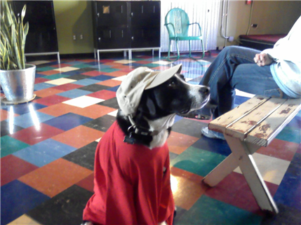 Dog in waiting room