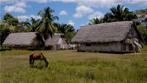 Photo of tropical landscape with two thatch roof buildings and a horse
